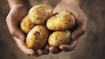 Fantastiska fakta om potatis: sanningen om stärkelsen