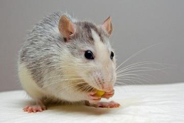 Vad borde stå på bordet på nyårsråttor: vad djuret älskar