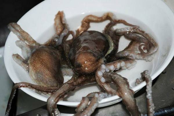 En levande bläckfisk kan vara en fantastisk middag (Foto: prompx.info)