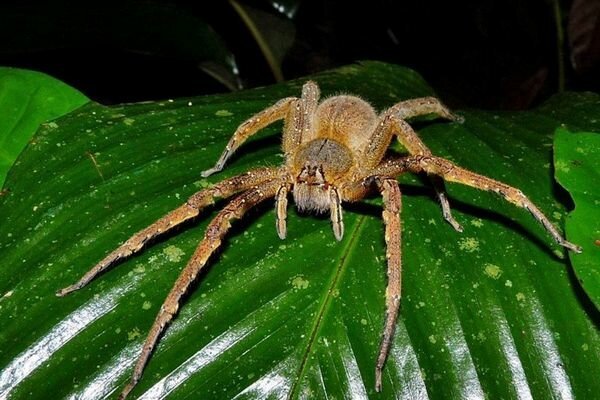 Bita av även små spindlar kan vara farligt (Foto: topcafe.su)