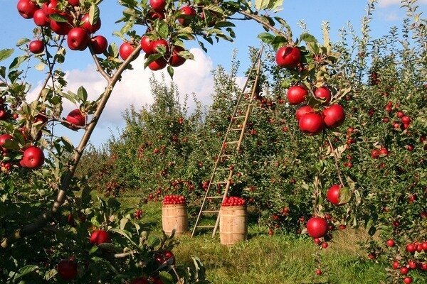 Ett äpple kan döda en dålig lukt. (Foto: Pixabay.com)