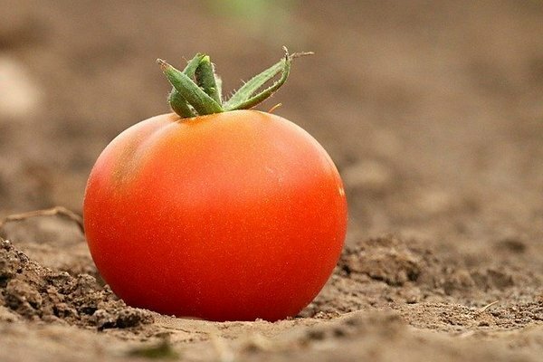 Många lagrar tomater i kylen. Det visar sig att detta är ett misstag (Foto: Pixabay.com)
