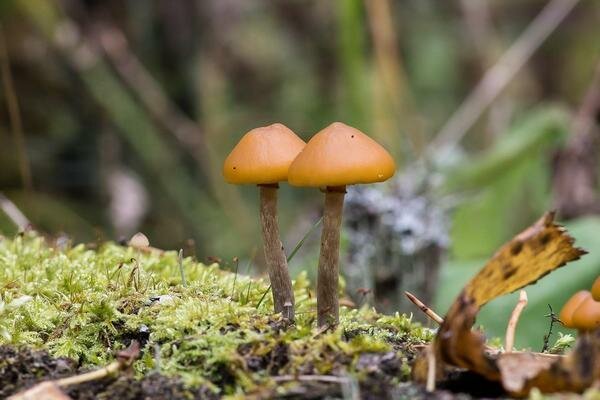 Denna svamp liknar vanliga honungsvampar (Foto: Pixabay.com)