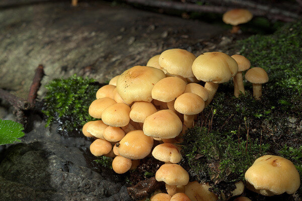 Falska svampar bosätter sig i stora grupper (Foto: Pixabay.com)